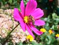 Mexican aster